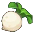 ac-turnip