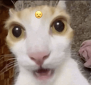 catwow