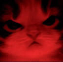 kitty-angry