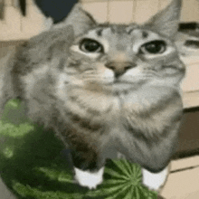 watermelon-cat