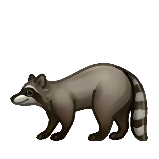 raccoon