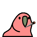 blunt_parrot