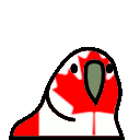 canada_parrot