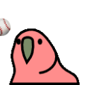play-catch_parrot