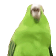 rave_parrot